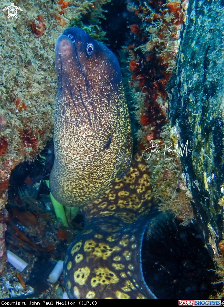 A Murène
