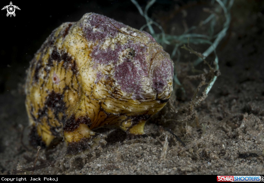 A Antennatus tuberculata