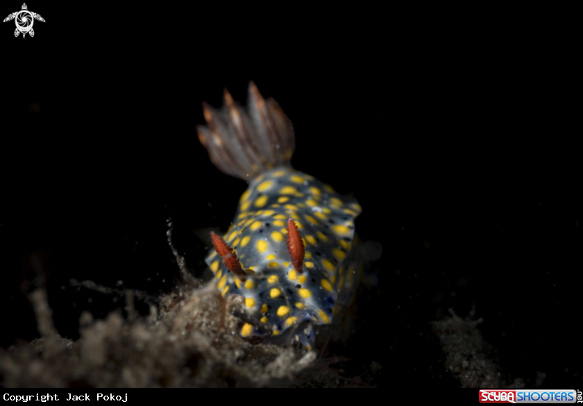 A Hypselodoris roo
