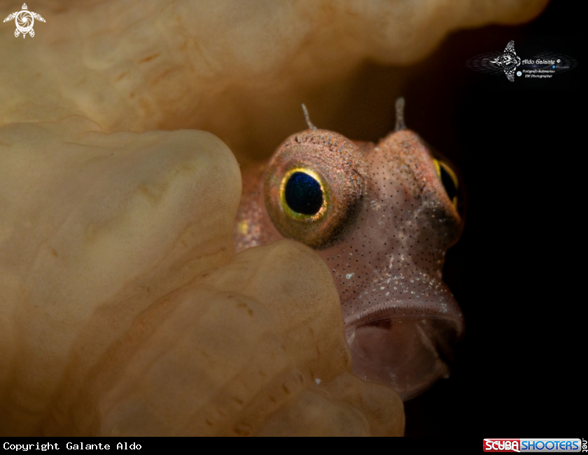 A Blenny