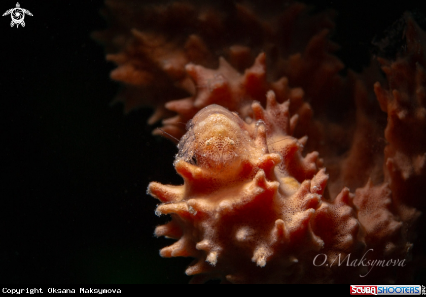 A Cryptic Sponge Shrimp (Gelastocaris paronae)