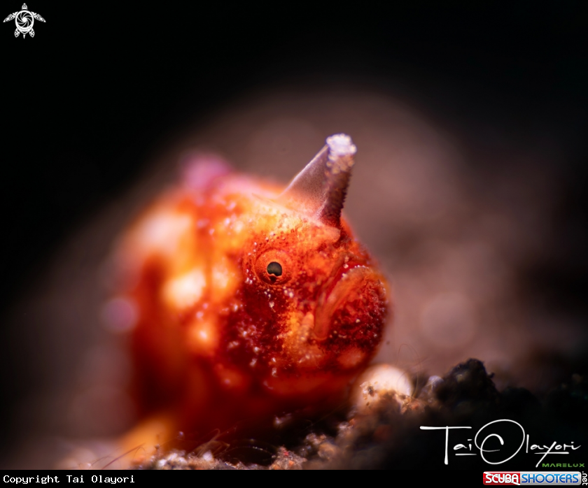 A Pygmy frogfish
