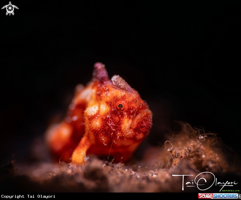A Pygmy frogfish