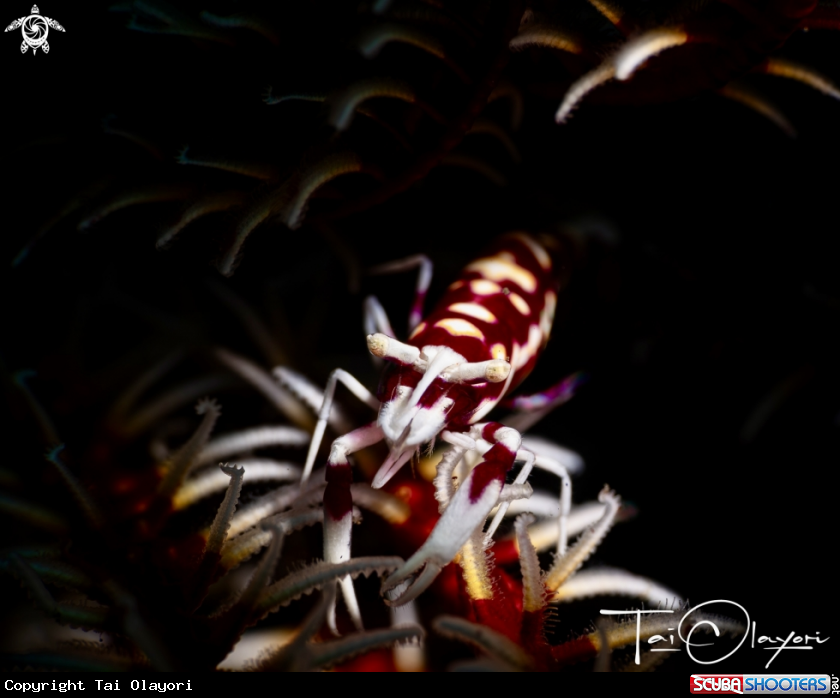 A Commensal shrimp