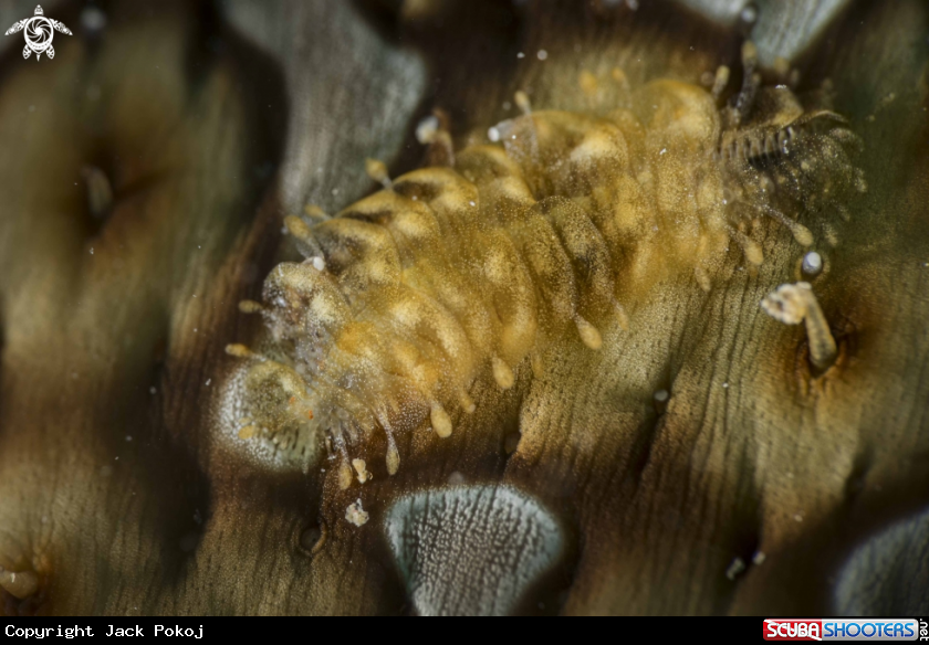 A Scale Worm