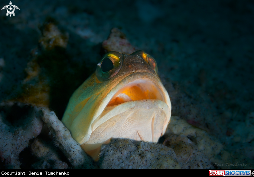 A JAWFISH