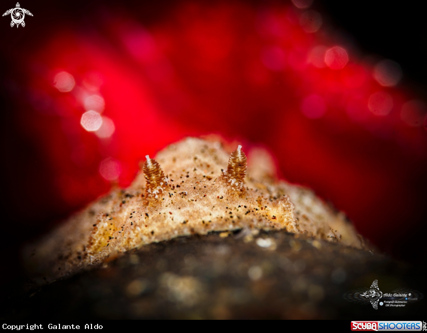 A Nudibranch