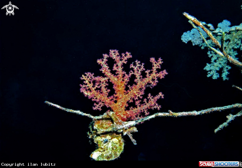 A soft corals