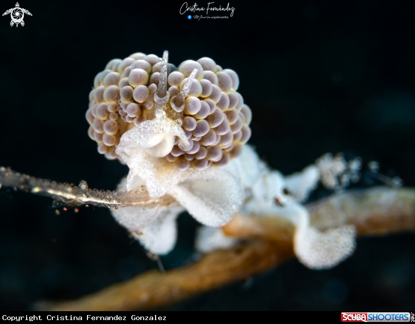 A Nudibranch