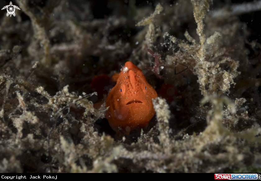 A Painted Frogfish