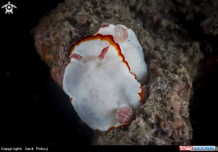 A Goniobranchus verrieri