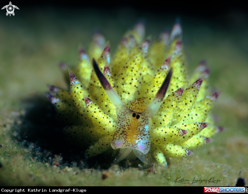 A Costasiella Sea Slug