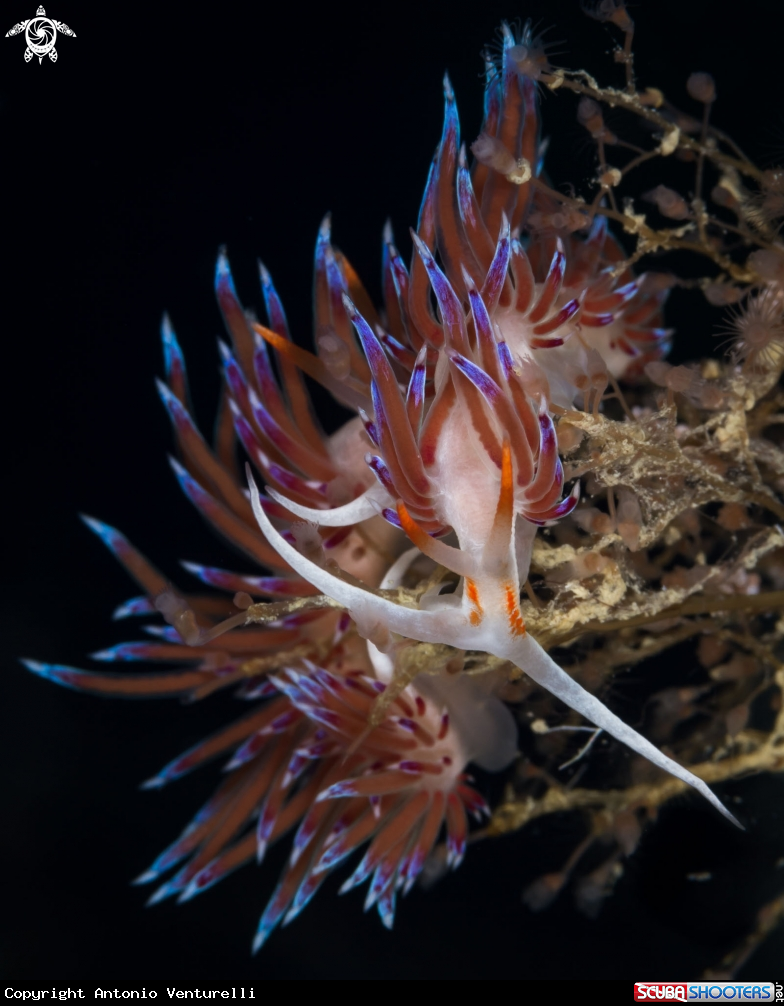 A Cratena nudibranch