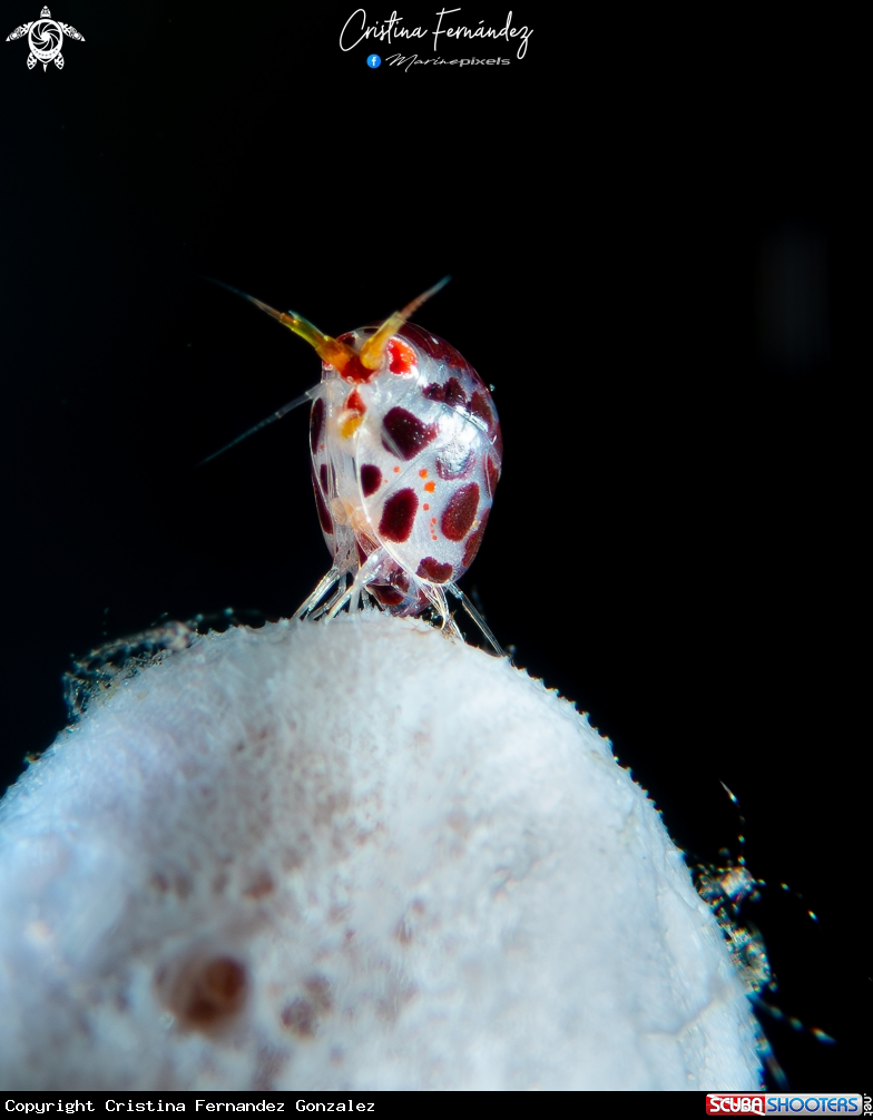 A Ladybug