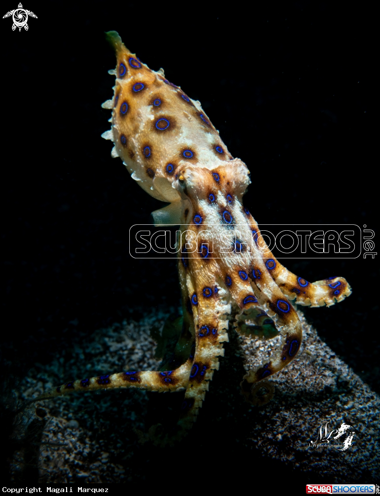 A Blue ring octopus 