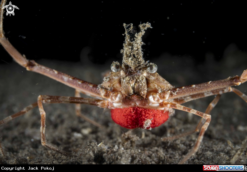 A Lupocyclus sp. 1