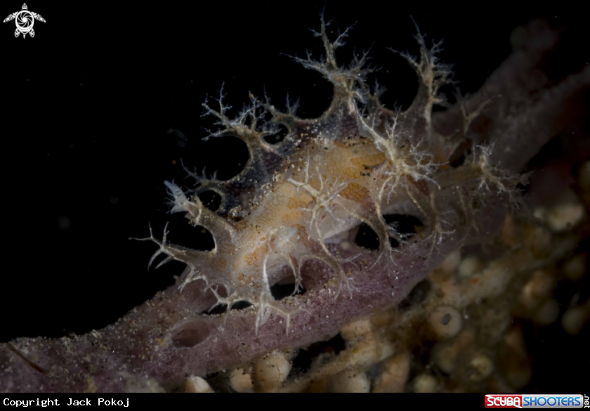 A Tritonia bollandi