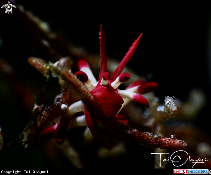 A Okenia nakamotoensis