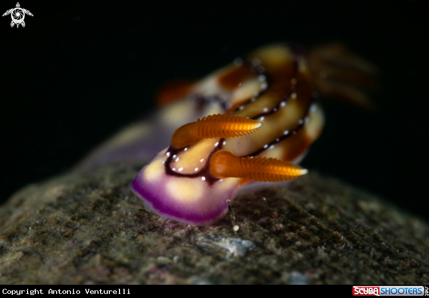 A Hypselodoris krakatoa nudibranch