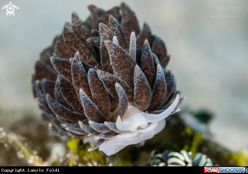 A Nudibranch