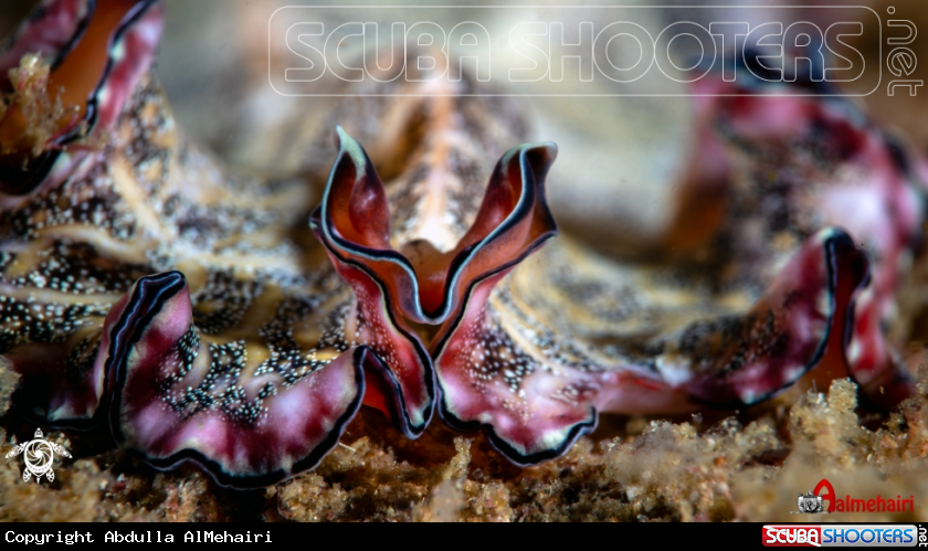 A Persian carpet flatworm