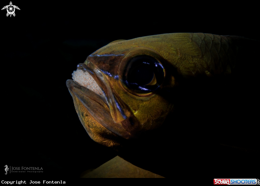 A Cardinal Fish
