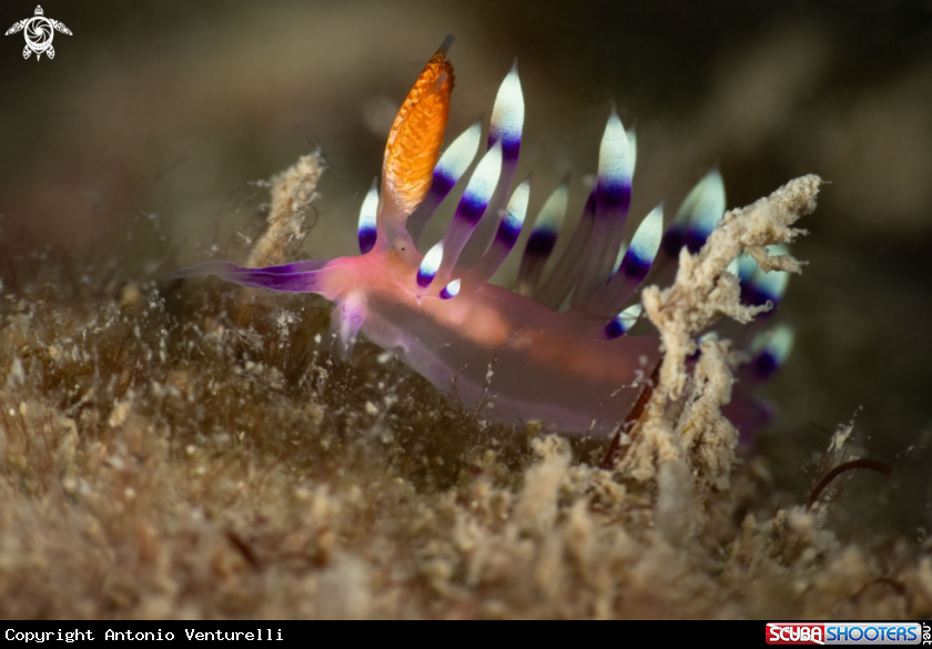 A Coryphellina exoptata nudibranch