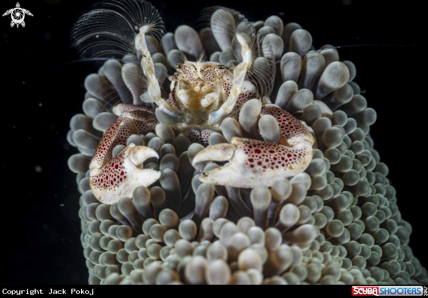 A Porcelain Crab