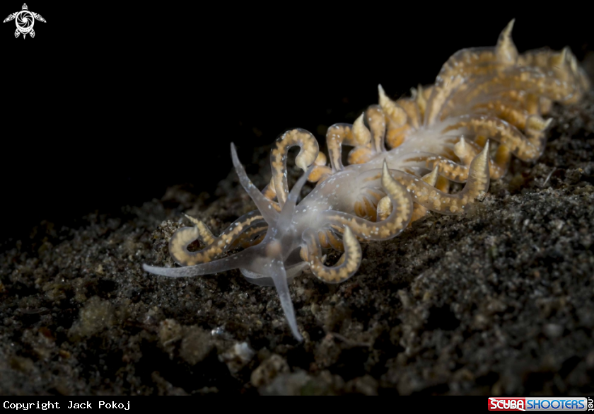 A Phyllodesmium poindimiei