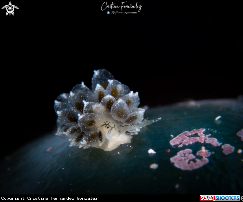 A Nudibranch