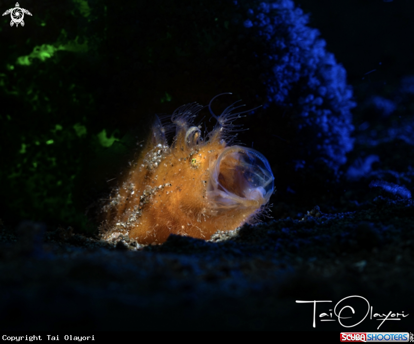 A Hairy frogfish 