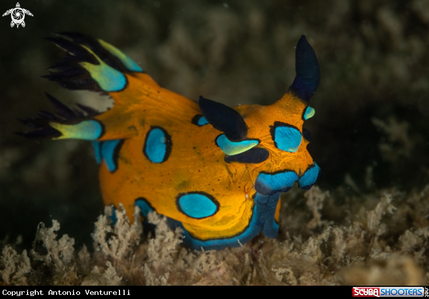 A Tambja pulcherrima nudibranch