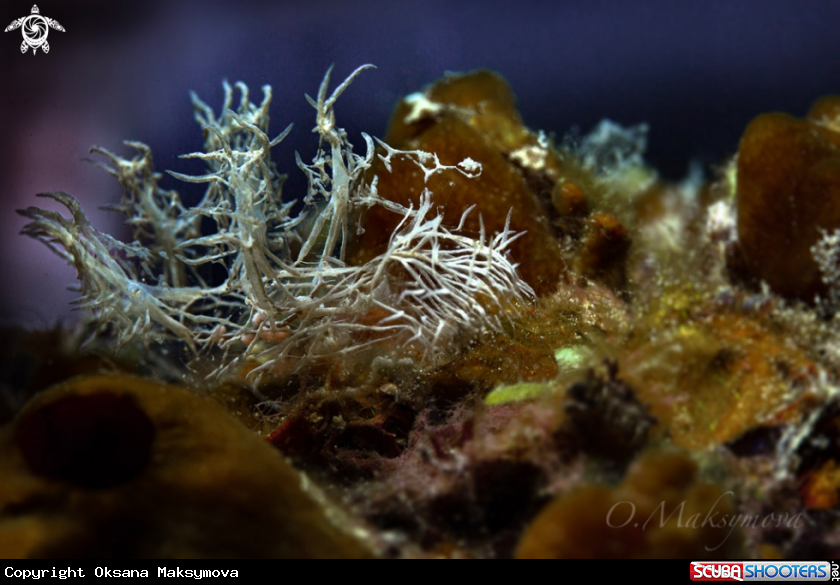 A Nudibranch Melibe colemani
