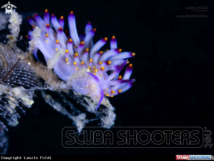 A Flabellina