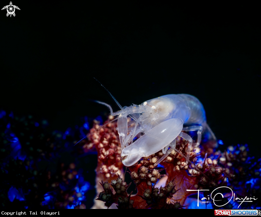 A Pistol shrimp