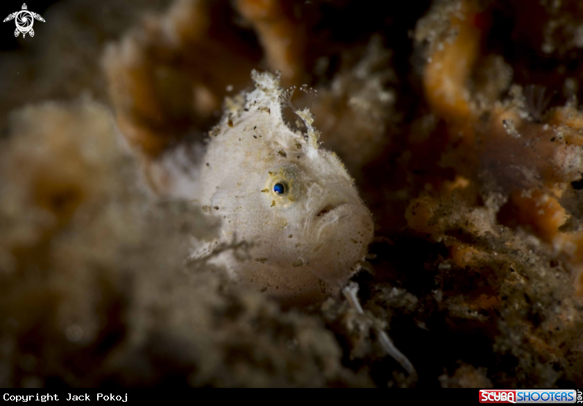 A Antennatus nummifer