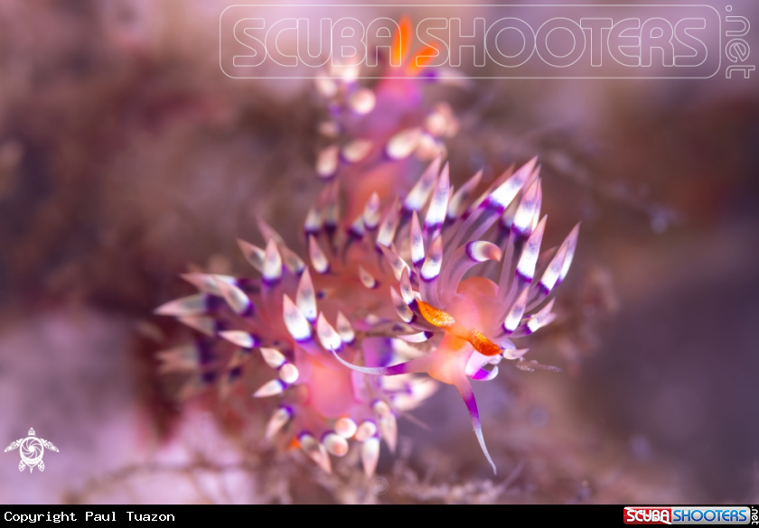 A Flabellina exoptata