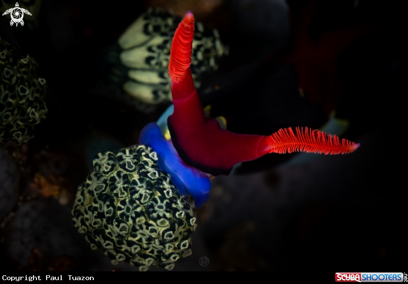 A Nembrotha chamberlaini