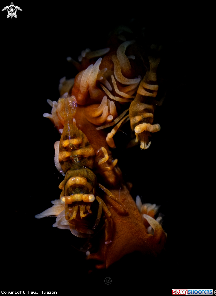 A Anker’s Whip Coral Shrimp