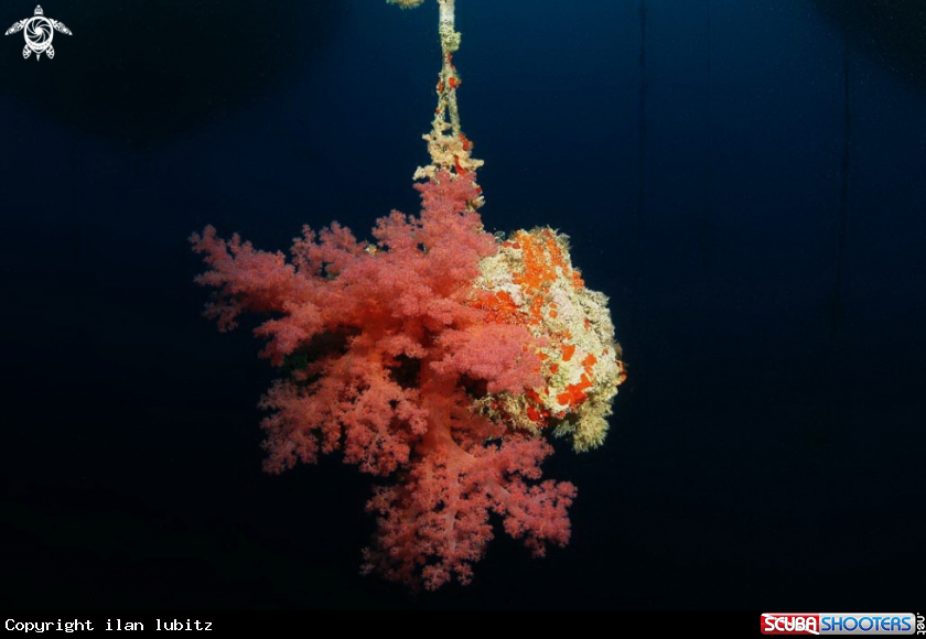 A soft corals