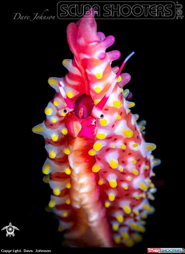 A Cowrie