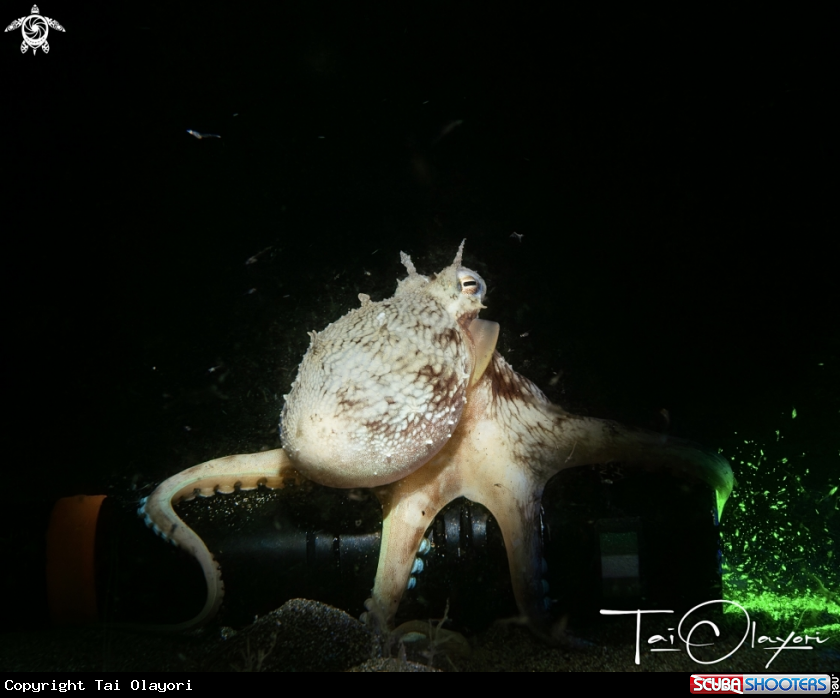A Coconut Octopus 