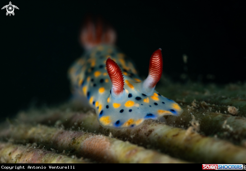 A Hypselodoris infucata nudibranch