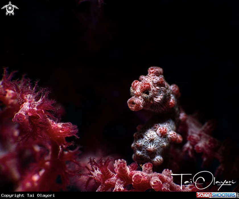 A Pygmy seahorse