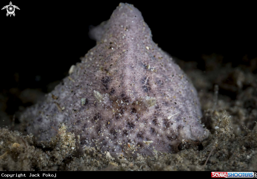 A Atagema sp.