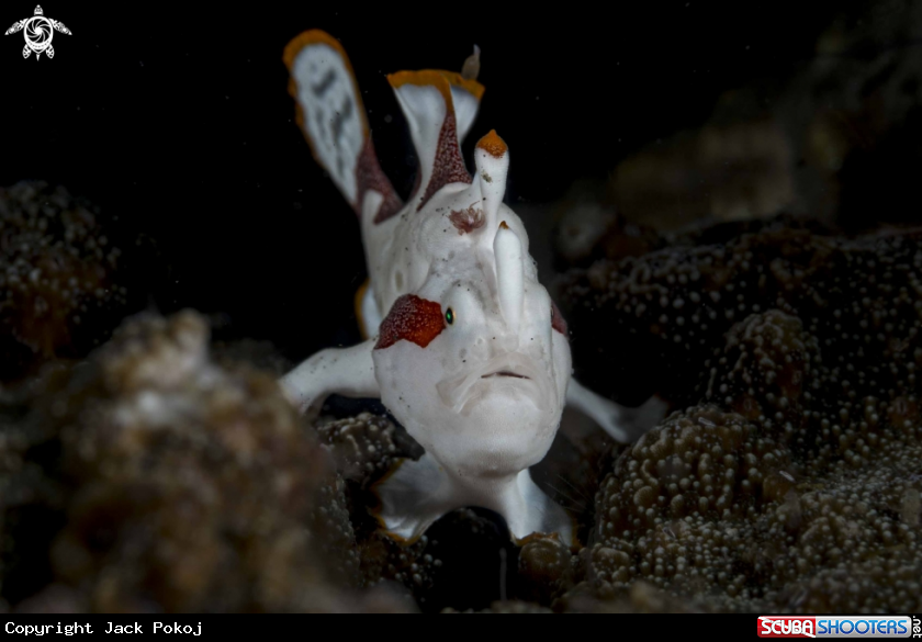 A Clown Frogfish