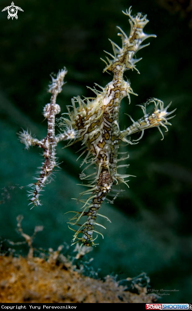 A Ghoast pipe fish 