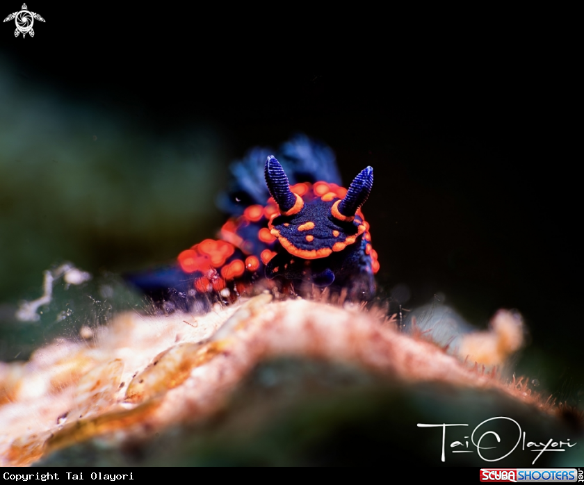 A Nembrotha sp.