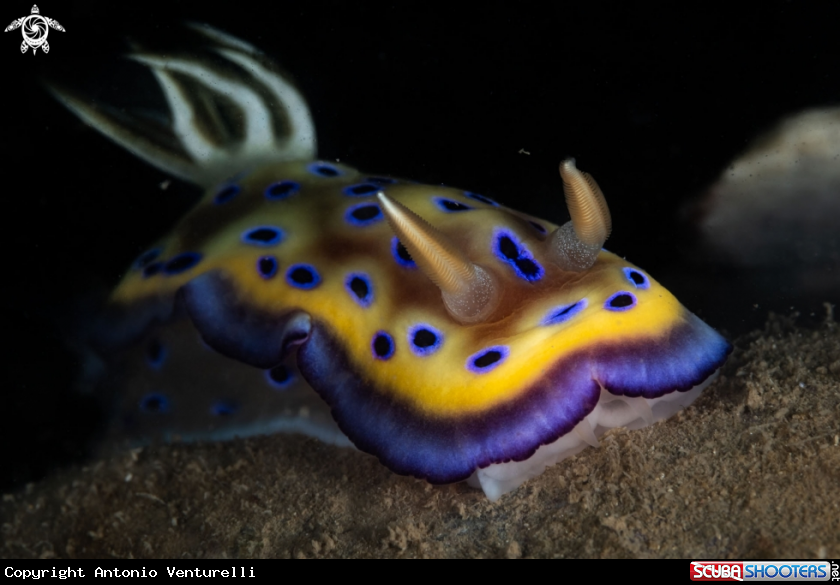 A Goniobranchus kuniei nudibranch