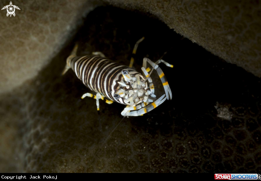 A Bumble Bee Shrimp